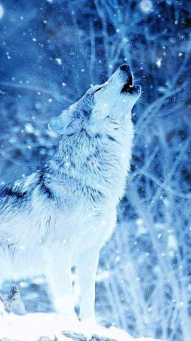Snow Wolf Wallpaper 4k Awesome Collection