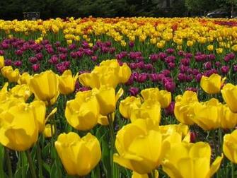 Ottawa Tulips Wallpaper Image Photos Pictures And Background