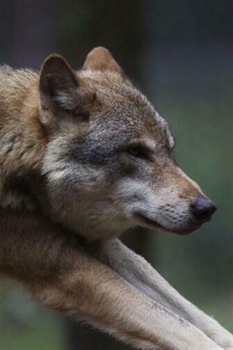 Wolf Animal iPhone Wallpaper S 3g