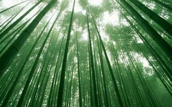 Wallpaper Bamboo Forest Japan Desktop Nature Goodwp