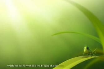 Beautiful Wallpaper Grasshoppers