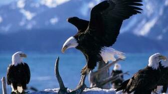 Best Top Desktop Eagle Wallpaper HD Pictures Image