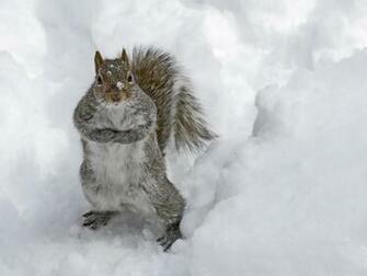 Winter Mac Wildlife Desktop Background Animals Wallpaper