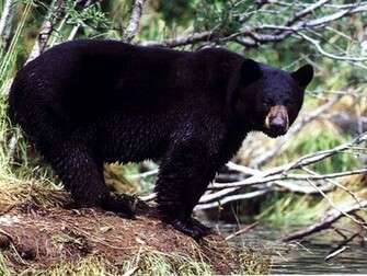 Black Bear Wallpaper