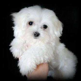 Maltese Dog Portrait Photo And Wallpaper Beautiful