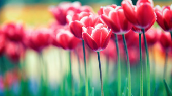 Pink Spring Flowers Wallpaper On
