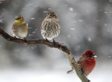 Birds In Rain HD Wallpaper Pictures Image