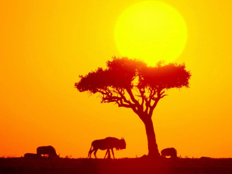 Wildebeest Wallpaper And
