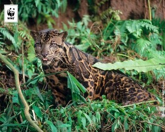 Clouded Leopards Wwf