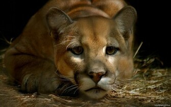 Cougar Desktop Wallpaper Animal Wp S Pint