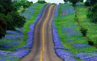 Bluebonnet Desktop Wallpaper HD Background Of Your
