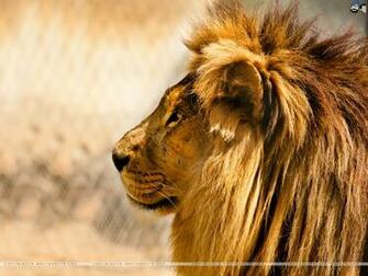 Lions Wallpaper Click For Details Sunny Lion Unseen HD