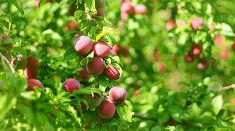 Summer Fruit Wallpaper For Laptop