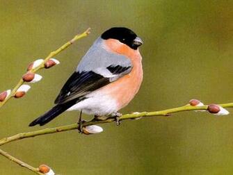 The Cat HD Desktop Birds Wallpaper Beautiful