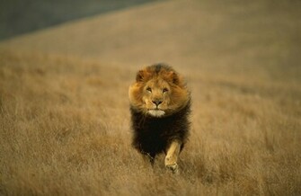 Lion Wallpaper Desktop Cool Walldiskpaper