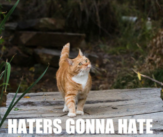 Funny Cat Meme Wallpaper HD Picture Image