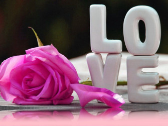 Love Rose HD Wallpaper On