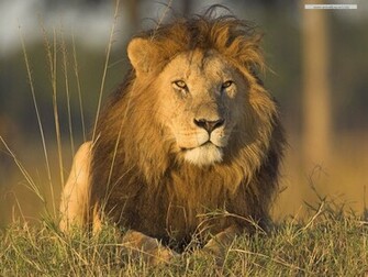 Wild Animals Wallpaper Desktop Background Computer