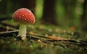 Beautiful Mushrooms HD Wallpaper Wallpapercharlie