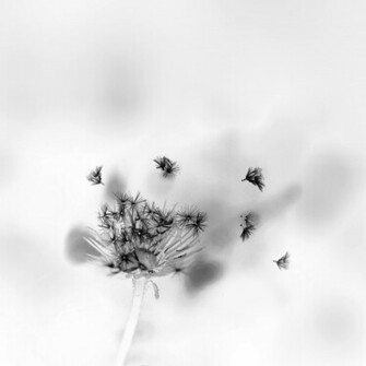 Blowing Dandelions X Kb Jpeg