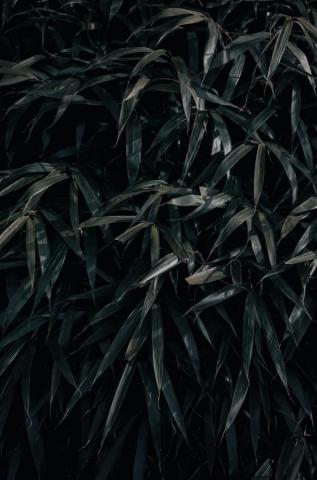 Forest Wallpaper Black Grass And Plant Nus Buy In Store