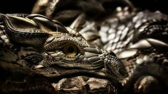 Realistic Dragon Dragons Picture
