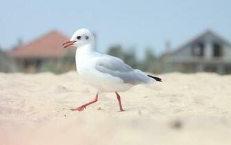 Wallpaper Seagull Bird