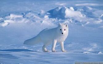 Arctic Fox Wallpaper