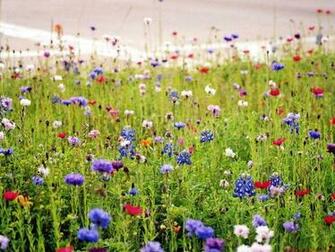Wild Flower Wallpaper