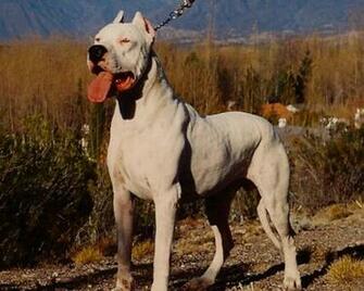 Dogo Argentino HD Wallpaper Android Apps On Google Play