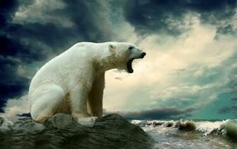 Explore The Collection Bears Animal Polar Bear