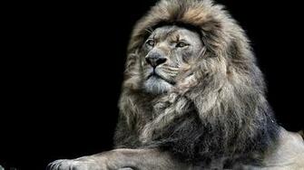 Lion Black And White Wallpaper HD Wallpaperlepi