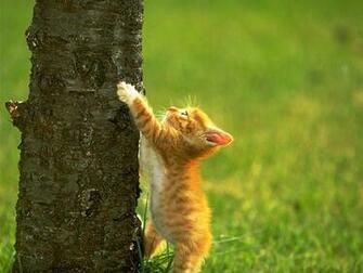 Cat Kittens Wallpaper Love And Quotes