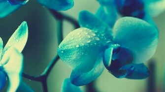 Blue Flowers Desktop Pc And Mac Wallpaper