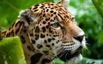 Jaguar The Big Cat Wallpaper HD