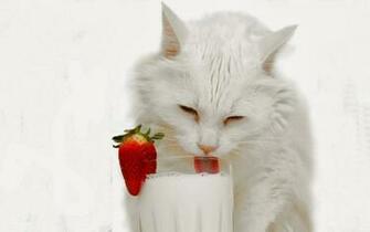 White Cat Wallpaper Beautiful Desktop