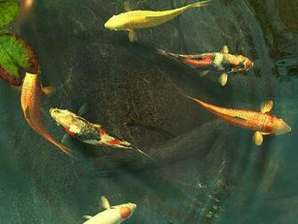 Koi Fish 3d Screensaver And Software Res Cnet
