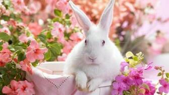 Easter Screensavers Time For The Holidays