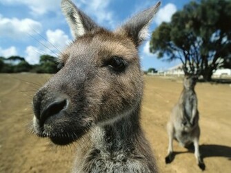 Kangaroo Funny Face Wallpaper Wallpaper55 Best For