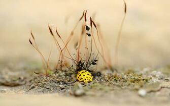 Bug Wallpaper Hjb B Scb