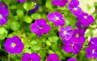 Select Set As Desktop Background Wallpaper Nature Flowers