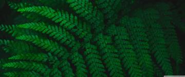 Green Fern Leaf Ultra HD Desktop Background Wallpaper For 4k UHD