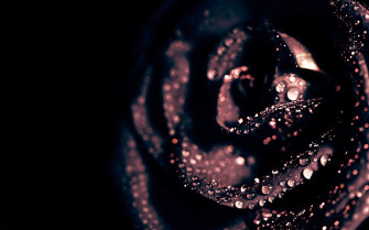 Rose Gold Wallpaper