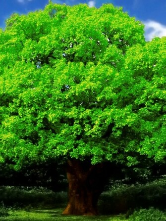 Oak Tree iPad Mini Wallpaper