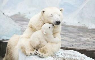 HD Wallpaper Of Cute Animals To Lighten Your Day