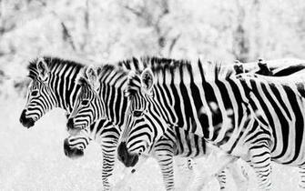 Wallpaper Zebra