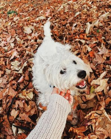 Autumn Wallpaper With Sami The Westie