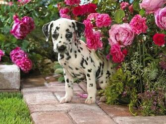 Dalmatian Wallpaper