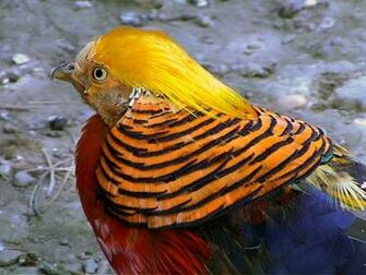 Pheasant Wallpaper Best Cars Res