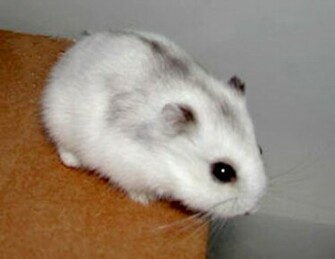 Cute Butterfly Photo Cat Wallpaper Hamster